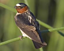 Cliff swallow. https://www.audubon.org/field-guide/bird/cliff-swallow Photo by Greg Lasley/VIREO. 